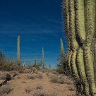 Saguaro View